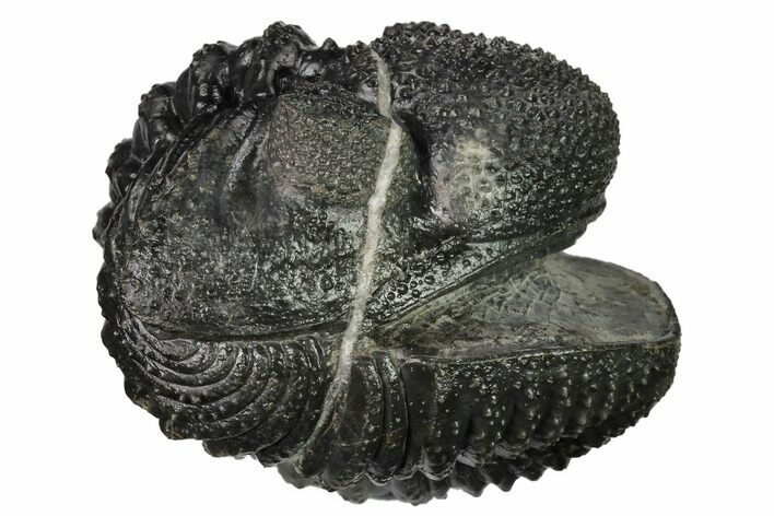 Really Nice, Enrolled Drotops Trilobite - About Around #171562